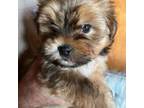 Shih Tzu Puppy for sale in Bangs, TX, USA