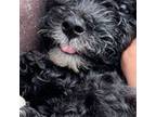 Poodle (Toy) Puppy for sale in Durham, NC, USA