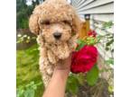 Poodle (Toy) Puppy for sale in Durham, NC, USA