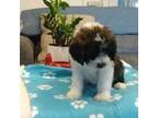 Mutt Puppy for sale in Carthage, NY, USA