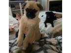 Pug Puppy for sale in Harker Heights, TX, USA