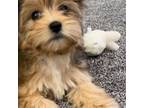 Mutt Puppy for sale in Castle Rock, CO, USA