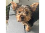 Yorkshire Terrier Puppy for sale in Henrico, VA, USA