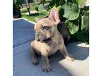 French Bulldog Puppy for sale in Montgomery, TX, USA