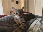 Atlas Domestic Shorthair Young Male
