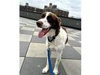 NY/(Pending Adoption)Bruno Brittany Young Male