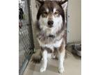 Bandit Husky Adult Male