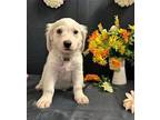 Aspen Labrador Retriever Puppy Male