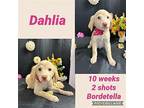 Dahlia Labrador Retriever Puppy Female