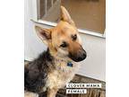 Clover Mama German Shepherd Dog Adult Female