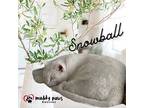 Snowball (Courtesy Post) American Shorthair Senior Male
