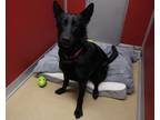 Mookie German Shepherd Dog Adult Female