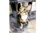 Shamrock Domestic Shorthair Young Male