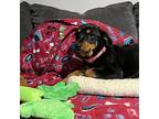 Rory Rottweiler Puppy Female