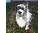 Bella Australian Shepherd Adult Female