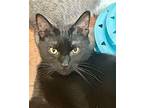 Cinder Domestic Shorthair Young Male