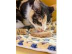 Cammie Domestic Shorthair Young Female