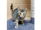 Marlow Domestic Shorthair Kitten Female