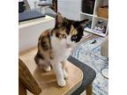 Jade Domestic Shorthair Young Female