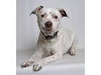 Daisy Mixed Breed (Medium) Adult Female