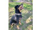 MoJo Rottweiler Adult Male