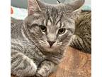Dash Domestic Shorthair Young Male
