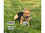 Dallas Brooks German Shepherd Dog Young Male