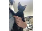 Kasim Domestic Shorthair Kitten Female