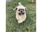 Max Shih Tzu Adult Male