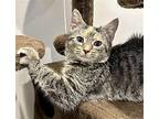 Gabby Domestic Shorthair Young Female