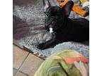 Male brindle french bulldog