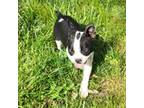 Boston Terrier Puppy for sale in Seymour, MO, USA