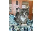 Percy Domestic Shorthair Young Male