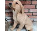 Golden Retriever Puppy for sale in Diamond Bar, CA, USA