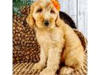 Goldendoodle Puppy for sale in Star City, AR, USA