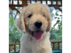 Goldendoodle Puppy for sale in Plant City, FL, USA