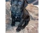 Cane Corso Puppy for sale in West Plains, MO, USA