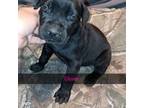Cane Corso Puppy for sale in West Plains, MO, USA