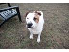 Maizey English Bulldog Adult Female