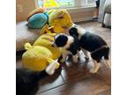 Border Collie Puppy for sale in Glenpool, OK, USA