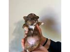 Shih Tzu Puppy for sale in Gulf Breeze, FL, USA