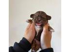 Shih Tzu Puppy for sale in Gulf Breeze, FL, USA