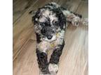 Aussiedoodle Puppy for sale in Houston, TX, USA