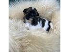 Shih Tzu Puppy for sale in Cedar Rapids, IA, USA