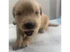 Golden Retriever Puppy for sale in Brownsville, KY, USA