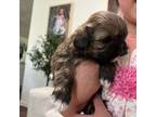 Shih Tzu Puppy for sale in Jonesboro, GA, USA