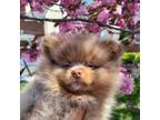 Pomeranian Puppy for sale in Bowie, MD, USA