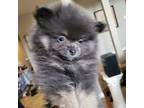 Pomeranian Puppy for sale in Bowie, MD, USA