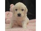 Golden Retriever Puppy for sale in Pinehurst, TX, USA