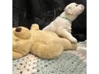 Golden Retriever Puppy for sale in Pinehurst, TX, USA